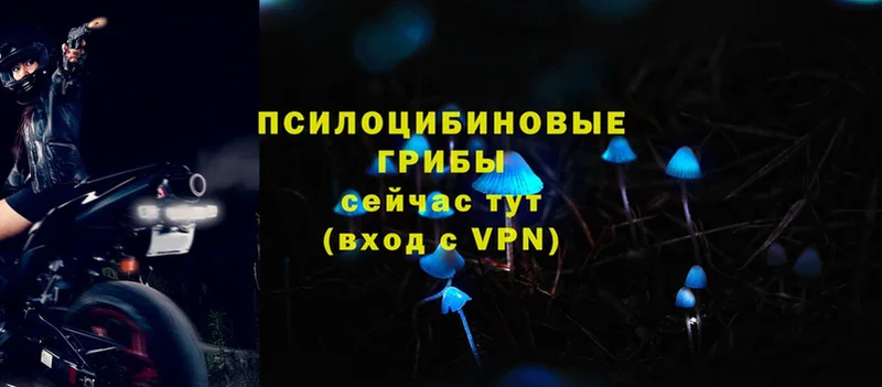 Галлюциногенные грибы Psilocybe  мега зеркало  Балабаново  где купить наркоту 